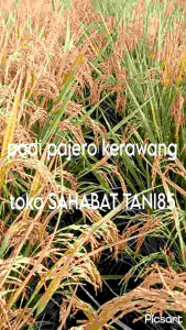 benih padi pajero kerawang 5kg