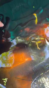 🇻🇳FULL GOLD RIBBON GUPPY HIGH GRADE PREMIUM ( Ribbon Gene NORMAL/RIBBON) 🇻🇳VIETNAM LINE🇻🇳