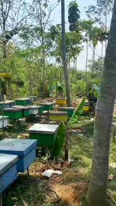 Madu Nektar DurianHitam Pahit Dan Hutan Akasia honey Botol Marjan Bonus 50gram madu Hutan liar