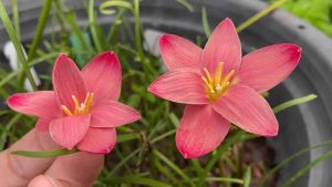 ช.หัวดอกบัวดิน Sassy Pink สีเปลี่ยนตามอากาศหัวละ 15 บาท