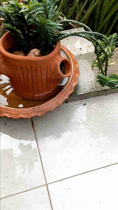 AO.NOX.แรง.เร็วน้ำยากำจัด.มด.แมลง.ปลวก.ไม่เป็นอันตรายต่อพืชทุกชนิด