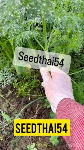 เมล็ดพันธุ์ผักชีลาว1000เมล็ด อัตราการงอก : โปรโมชั่น3แถมฟรี1