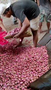 Bawang Merah Asli Brebes Besar Kering Fresh Aroma Wangi Dan Enak Grade A Berkualitas Bumbu Masak