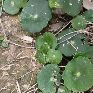 ต้นใบบัวบก พร้อมปลูก ต้นละ 10 บาท 5 ต้น 35 บาท บัวบก แว่นแก้ว