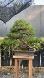 ดินญี่ปุ่นผสมสำเร็จรูป Akadama พรีเมียม สำหรับกระบองเพชร ไม้อวบน้ำ บอนไซ ไม้ด่าง (อะคาดามะ/กรวดแม่น้ำ/หินภูเขาไฟดำ)