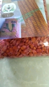 Benih Jagung Hibrida Sumo: Pilihan Terbaik untuk Pertanian