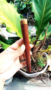 once klokotan kayu Cendana wangi model S A656