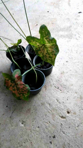 บอนสีไก่ต่างๆ บอนสีไก่ตัวงาม บอนสีต้นเล็ก กระถาง 4 นิ้ว