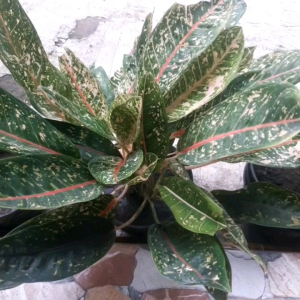 BUNGA AGLONEMA