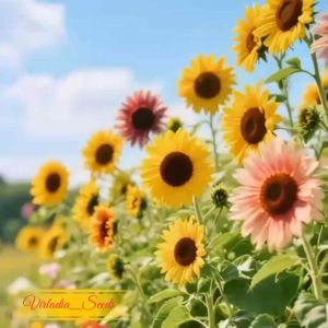 [Virladia Seeds] 10 Biji Benih tanaman Bunga Matahari Mixed