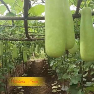 [Virladia Seeds] Biji Benih tanaman Labu Air Panjang