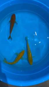 Genuine Japan Koi Red Chagoi and Gin Rin Yellow Monkey 16-18cm from Dainichi Farm  488 per koi including shipping