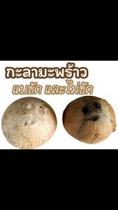 กะลามะพร้าวดิบ แบบขัดและไม่ขัด ไม่ตัดแต่งขอบ