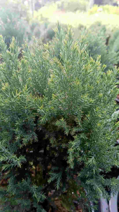 สนบอม กระถาง 11 นิ้ว ต้นสวยและแข็ง แรง (กทม)