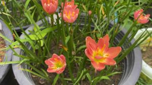 พ.หัวดอกบัวดิน Perch Posion หัวละ 30 บาท