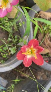 D.หัวดอกบัวดิน รตี หัวละ 30 บาท