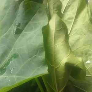 Jual Daun Jarak Segar 300 Gram: Manfaat dan Cara Penggunaan