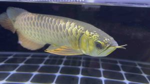 Arowana Malaysian Golden Blue Base 10” 金龙鱼蓝底过背 10”