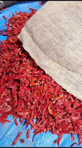 ( 5kg ) CABE/CENGEK RAWIT TEJA KERING SUPER PEDAS KUALITAS BAGUS