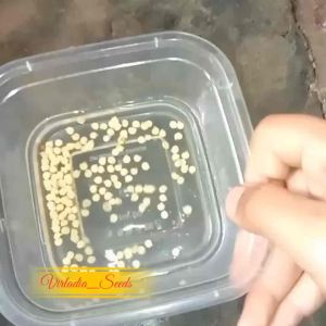 [Virladia Seeds] Biji Benih tanaman Paprika Mixed (campur warna)