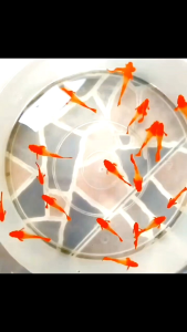GUPPY ALBINO RED EAR PAIR (GRADE)