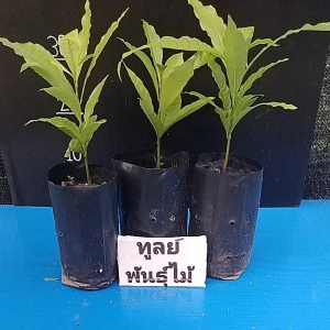 ต้นเอบิวยักษ์ใต้หวัน อะบิว Abiu เอบิวหรือ Yellow Star Apple ต้นพร้อมปลูก