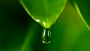 Reveur Smooth & Moist Hair Shampoo / 500ml / Plant base protein / Made in Japan / 洗发水