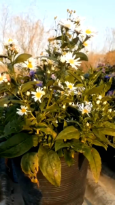 เดซี่ขาว กระถาง 8 นิ้ว ต้นสวยและแข็งแรง (กทม)