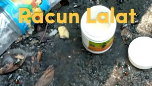 LALATHIA 10 WG 50 Gram Umpan Racun AMPUH Basmi Lalat Rumah Hijau Praktis Tinggal Tabur Oles Atau Semprot Saja