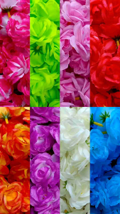 กุหลาบมอญ กุหลาบ กุหลาบบาน หัวดอกกุหลาบ🌹