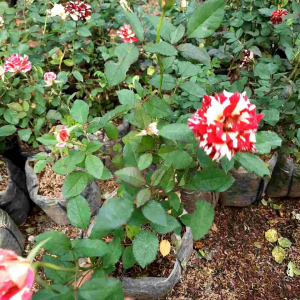 Tanaman Hias Bunga Mawar