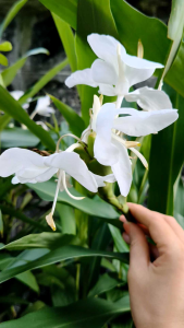 เหง้าดอกมหาหงส์ ดอกสะเลเต ว่านกลิ่นหอม organic