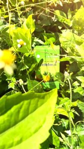 Jamu Herbal Ramuan tradisional Relefura BPOM 100% Original 1 Botol isi 60 kapsul Atasi Encok Sakit PinggangPegal linuAsam uratRematik Sakit GigiNyeri SendiCikungnya dll