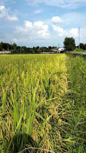 PROMOOO !!! 1 KG BENIH PADI KETAN PUTIH GRENDEL SUPER