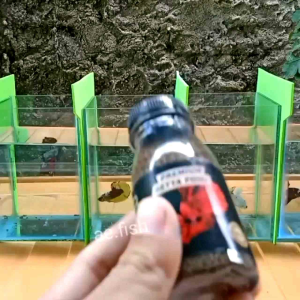 Pelet pakan ikan cupang premium untuk pertumbuhan dan mutasi warna ikan hias