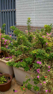 Lotus Perfume YOUNG 30ml