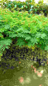 bibit sengon cepat besar - Paket Hemat 10pcs Bibit Pohon Kayu Sengon/Tanaman Pohon Kayu Sengon Murah Bonus Dua Bibit