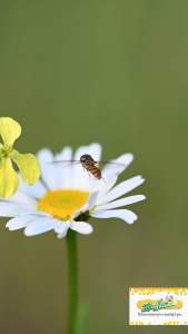 Vaporub (Bee Propolis Vaporub 15g): A Natural Cough Suppressant