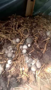 {MURAHCOD} 8 LONG BIBIT JAMUR MERANG SEMI HITAM DAN PUTIH SIAP TEBAR 30 RIBUAN