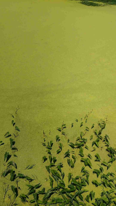 Duckweeds 500 ml per tab in clear plastic container with green aquatic plants