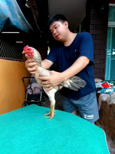 ไข่ไก่ชนพม่าสายเลือดเงินล้าน ราคาฟองละ 140บาท ซื้อ 3ฟอง 390บาท