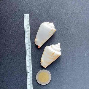 Red mouth sea snail หอยทากปากแดง hong kou