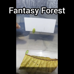 Premium Cuban Green Banana Roach (Panchlora nivea) 古巴绿香蕉蟑螂
