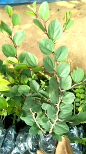 Selamat Datang Ditoko Kami Bibit Bidara Arab Tanaman Herbal Yang Bermanfaat Sebagai Obat HerbalRuqyahDan Lainnya Bisa Digunakan