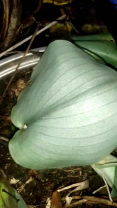 ว่านเปราะใบเงิน ชุดละ 10 ต้น หรือหัว