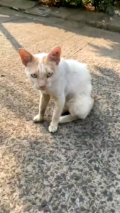 "Cairan Pengusir Kucing Kencing Berak Sembarangan - Parfum Alami Ampuh Pengusir Kucing Nakal