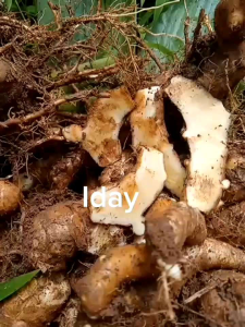 temu putih asli original 1kg kunyit putih obat herbal MURAH MERIAH