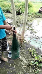 Perangkap Bubu Payung & Jaring Ikan Kepiting: Panduan Lengkap
