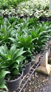 ต้นวาสนาเก้าชั้น - วาสนาเก้าชั้น ต้นวาสนา วาสนา ต้นวาสนาแคระ วาสนาแคระ วาสนาแคระเก้าชั้น ไม้มงคล ต้นสูง ฟอร์มสวย ขนาดกระถาง 8 นิ้ว