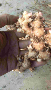 (1 Kg) Jahe emprit segar asli pegunungan